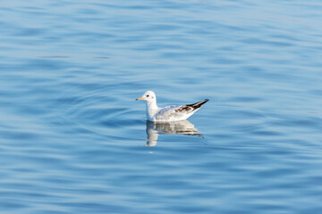 Seagull Floating on Calm Water