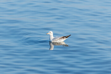 Seagull Floating on Calm Water