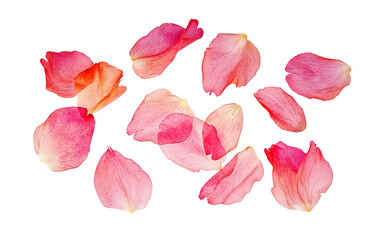 Delicate Rose Petals Falling Gently