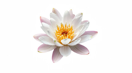 Fototapeta premium a white lotus flower in a pond of water on a transparent background, PNG image, PNG file, Generative art.