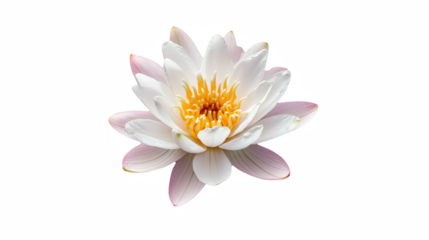 a white lotus flower in a pond of water on a transparent background, PNG image, PNG file, Generative art.