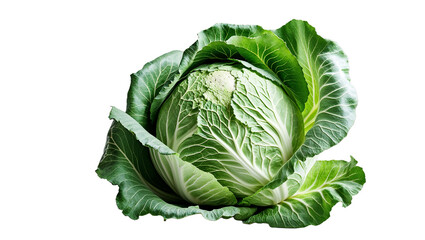 Fototapeta premium Fresh Green Cabbage Head Isolated On White Background Organic And Healthy Food