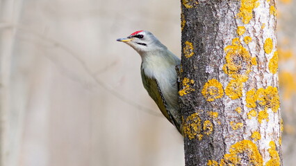 woodpecker on tree