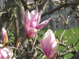 Frühlingsblüten Traum