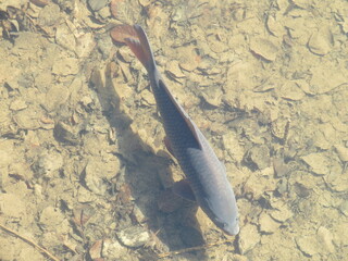 Fische im Wasser