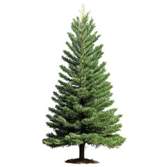 Obraz premium pine tree isolated on transparent background
