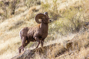  Desert Bighorn Ascent