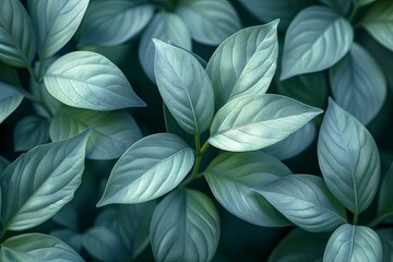 lush, dark green leaves, highlighting their vivid texture and natural beauty. The leaves overlap, creating a rich, tropical feel with vibrant contrast and a sense of depth.