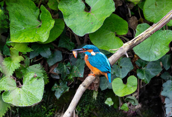 Kingfisher 