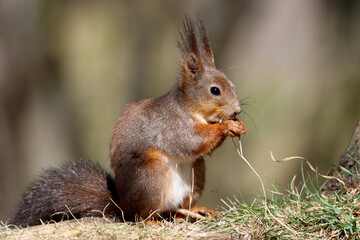 Squirrel
