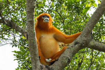 Red-faced Langur Monkey in Treetop Habitat