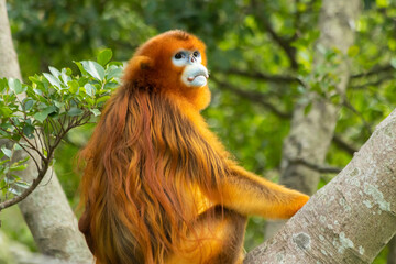 Golden Snub-nosed Monkey in a Lush Forest © SIMANG