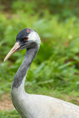 Fototapeta premium Elegant Crane in Lush Green Meadow