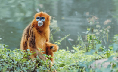 Golden Snub-nosed Monkey by the Water © SIMANG