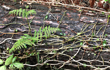A fallen tree trunk with fern and ivy on the forest floor closeup