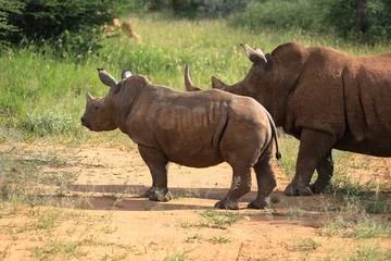 Gardinen Mother and calf. The white rhino is the largest living rhino species. Rhinos are frequently targeted for poaching. Close-up. Taken near the Waterberg, Namibia, Africa. © familie-eisenlohr.de