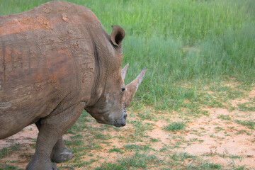 Obraz premium Rhinos are threatened with extinction throughout Africa, and even in national parks, protecting the animals is challenging. Seen near Waterberg, Namibia, Africa.