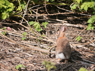 Mountain Cottontail Rabbit at the Great Blue Heron Nature Reserve during a spring season in Chilliwack, British Columbia, Canada