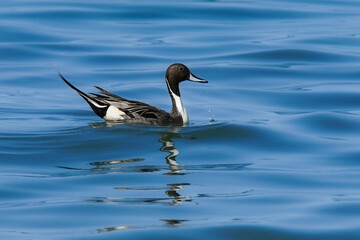 Wildlife - Birds. The Northern Pintail (Anas acuta) lives in wetlands such as sheltered deltas, salt marshes, shallow waters and coastal lagoons. It feeds on aquatic vegetation.