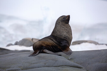 A large fur seal lounges on rocks in Antarctica
