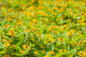 一面に咲き誇る黄色いジニアの群生