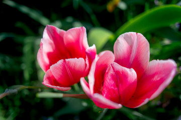 tulips. unusual tulips in the garden. Wild Red Data Book tulips Greig in the fields of Kazakhstan. Spring flowers under the rays of sunlight. Beautiful landscape of nature. Hi spring.