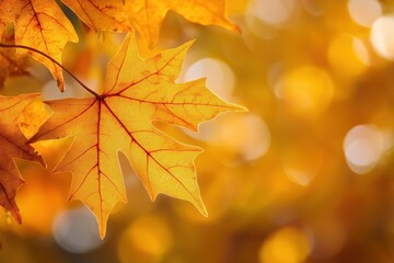Fototapeta premium Natural Autumn Morning Light Filtering Through Golden Maple Leaves Creating Warm Organic Pattern Perfect for Seasonal Designs