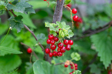 Red currant, branches with red berries and leaves close-up. Fruit bush with green leaves against a wooden fence. Gardening and harvesting
