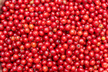 Red currant berries, harvested. Background of red berries. Fruits of a shrub plant. Gardening and agriculture. Fresh, juicy products from the farm to the table