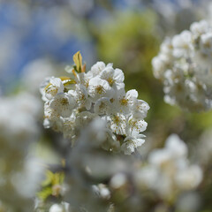 Horticulture of Gran Canaria -  fruit trees blossoming in spring, natural macro floral background