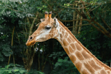 Giraffe in a Green Forest