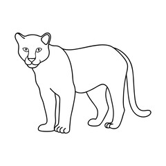 Fototapeta premium jaguar linear drawing on transparent background 