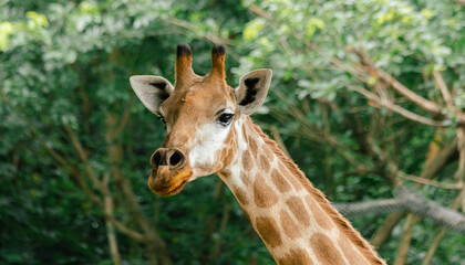 Close-up of a Giraffe in a Forest