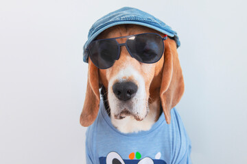 funny beagle dog head in sunglasses and hat looking