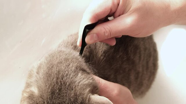 The owner applies flea and tick drops to the withers of a gray cat, cat is sitting on the windowsill at home. Animal care concept.