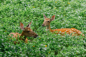 Two Spotted Deer in Lush Grass