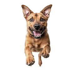 Obraz premium portrait of a dog jumping isolated no background