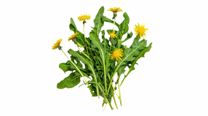 a bouquet of wild dandelions and yellow flowers on a transparent background, PNG image, PNG file, Generative art.