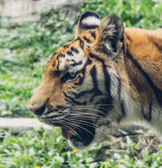 Close-up of a Tiger in a Zoo