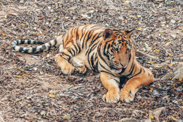 Relaxed Tiger in Natural Habitat