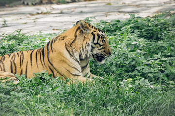 Majestic Tiger Resting in Lush Grass