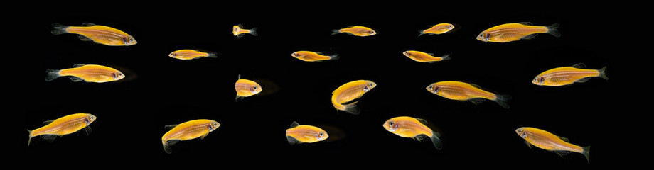 School of Small Goldfish on Black Background