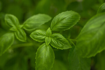 Bunch of fresh green basil leaves. Bright leaves on green background. Aromatic herbs from farm to...