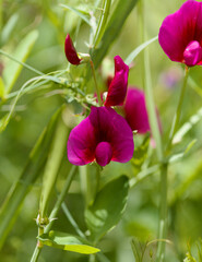Flora of Gran Canaria -  Lathyrus tingitanus, Tangier pea natural macro floral background
