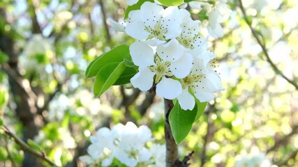 Close-up of blossoming pear tree in morning sun, old tree in Almaty gardens. Spring blossom background. Blossoming pear, delicate flowers on tree in soft sunlight.