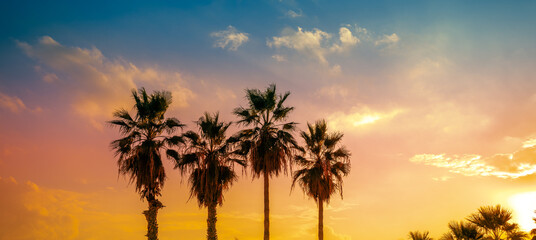 Row of tropical palm trees against an orange sunset sky. Silhouette of tall palm trees. Tropical...