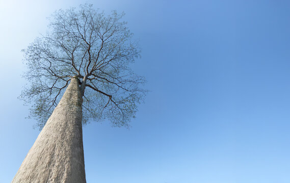 A towering leafless tree reaches toward the clear blue sky, captured from a dramatic low-angle perspective.