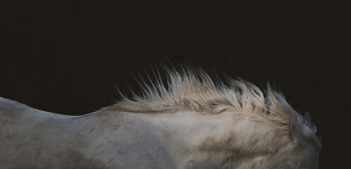 Artistic horse mane of dirty white equine hair in motion against black background. © ccestep8