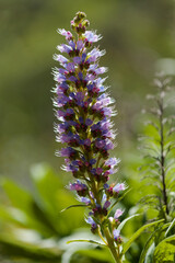 Flora of Gran Canaria -  Echium callithyrsum, blue bugloss of Tenteniguada, endemic to the island, natural macro floral background

