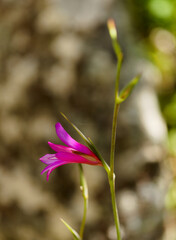 Flora of Gran Canaria -  Gladiolus italicus, wild gladiolus natural macro floral background